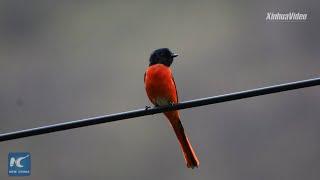 Capturing nature, a forest ranger-slash-photographer's passion