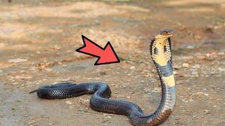 KING COBRA - SNAKE EATER! WHERE DOES THE MOST DANGEROUS AND POISONOUS SNAKE LIVE?