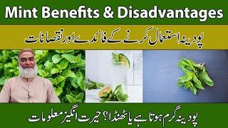 Mint Benefits & Disadvantages Urdu/Hindi | Podina Ke Fayde Aur Nuksan | Al-Razaqi Health Recover