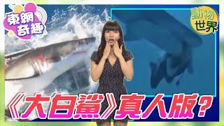 【on.cc東網】動物世界︰中國女遊客潛水疑非法用餌　遭鯊魚咬頭恐怖畫面曝光