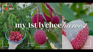 first time harvesting lychees from my lychee tree I bought back in 2020 they taste delicious