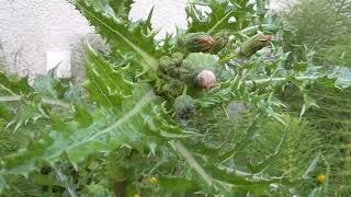 Prickly Sow Thistle (Sonchus asper) in Lower Mainland, BC