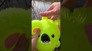 Learn Animal Names at the Pond for Kids | Ed bot TV 100000 Subs Special