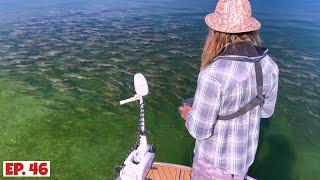 Huge School of Snapper in 1 Meter of Water! Incredible Footage!