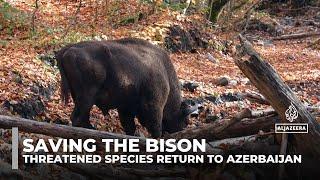 Saving the bison: Threatened species return to Azerbaijan