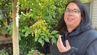 Why Leaves Change Colour? | Ask a Landscaper