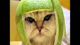 Goodfella Cat- I Amuse You?