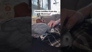 Symon says: My mum gives the best cuddles#talkingparrot #symontheafricangreyparrot #birds #pets