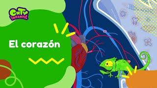 El corazón | Camaleón y las naturales ciencias 3° temporada