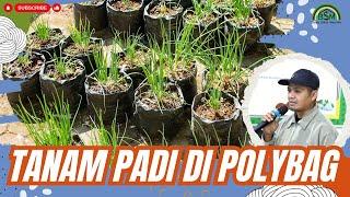 CARA TANAM PADI DI POLYBAG