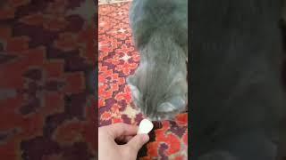 блудный кот, вернулся