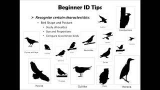 Beginner Birding Webinar Series: Part 1