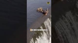 ️Маленький утёнок упал в воду, но его мама всегда рядом! //