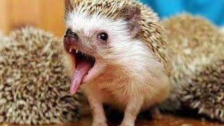 Funny hedgehogs  top funny moments with hedgehogs  laugh to tears 