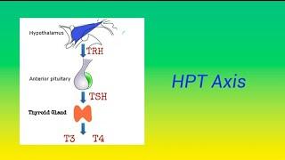 How HPT Axis regulates the Secretion of Thyroid Hormone #tutorialsfornutritionists #mstutorialmaster