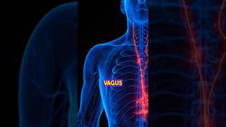 Activating The Vagus Nerve #shorts #vagusnerve #neuroscience