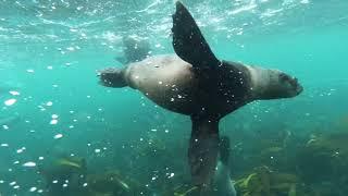 Ocean Life Stunning Underwater Video - Royalty Free Stock Footages