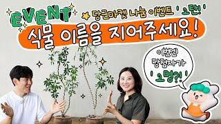 식물가게에서 당근하면 생기는 일 2편 "당장 진행시켜! 영차~"│당근마켓, 나눔이벤트, 쉐프렐라, 홍콩야자