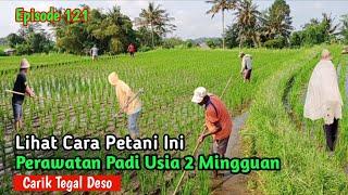 LIHAT CARA PETANI INI PERAWATAN PADI USIA 2 MINGGUAN #episode121