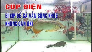 HOW TO CÁ RỒNG VẪN SỐNG KHỎE KHI CÚP ĐIỆN - KHÔNG CẦN SỦI OXI #arowana #casanmoi