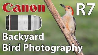 Canon R7 Backyard Bird Photography with RF 100-500 Lens!