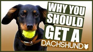 DACHSHUND! 5 Reasons Why YOU SHOULD GET a Dachshund Puppy!