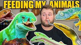 FEEDING MY ARMY OF 100+ PET REPTILES!!! Feeding ALL my PETS 2022!!