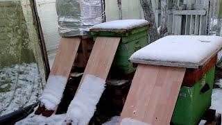 Beekeeping Kaliningrad. 06.01.2025. Зима, самое время отдохнуть.