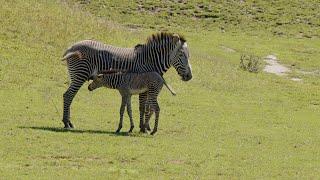 Zebra Grévyho - narození