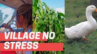 See maize farm in my village,cows + duck meat and how to prepare+drive with me+ orders