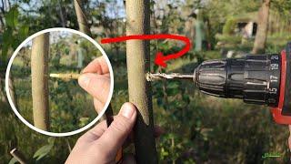 Grafting trees with a drill / تطعيم الأشجار بالحفر