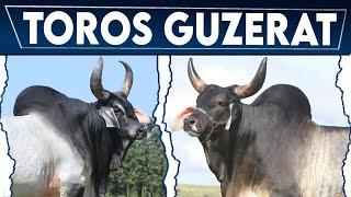  Las Mejores Toros  GUZERAT    Guzerat LECHERO // Crea Tu Negocio Ganadero