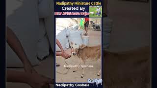 Nadipathy Miniature Cattle | Nadipathy Goshala | #minivlog #pmmodi #yt #cows #farm  #punganurcalf