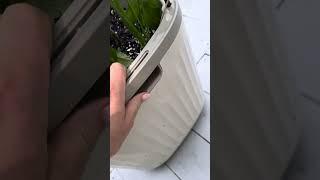 @vego_garden "Rolling" self-watering tomato planter review