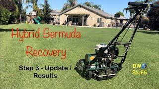 Hybrid Bermuda Recovery - Step 3: Update - Results DW S3:E5 #scalping #lawnrenovation #reelmower