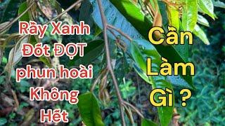 Bộ đôi DIỆT SẠCH các loại RẦY XANH, RỆP SÁP đã Kháng thuốc