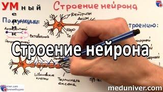 Строение нейрона - meduniver.com