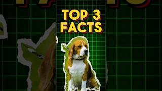 Top 5 Unknown Dog Facts | #shortsfeed #factsinhindi