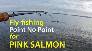 Fly fishing for Pink Salmon at Point No Point