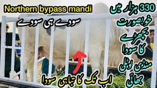 Northern bypass mandi Karachi Cattle Rates Update || 29 may 2025 || Cow Mandi 2025