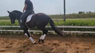 Riso do Nico -  video registration of the first 3 months starting under saddle.