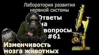 Изменчивость мозга животных