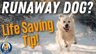 Catch Your Runaway Dog! Stop Chasing And Do This In An Emergency