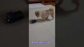 #animal #cute #dog #funny #puppy #강아지 #강아지영상 #심쿵 #심쿵이 #포메라니안