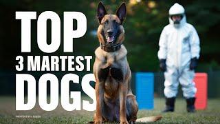 Is the BELGIAN MALINOIS the SMARTEST DOG Breed? | Dog Training | Malinois