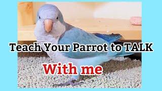 Teach Your Parrot to talk | Quaker Parrot Talking | Monk Parakeet Talking