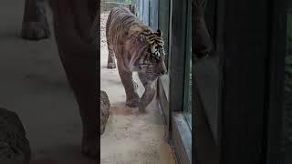 Sumatratiger Berani & Dhjala #zooaugsburg 11/2024 #tiger