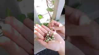 Harvesting Seeds-Nasturtium #satisfying #happy #success