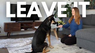 How to Train Your Dog to LEAVE IT: Complete Beginner's Guide