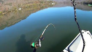 Drift Fishing for BIG Catfish on Nickajack Reservoir